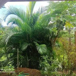 Tropicale Charmant T2 Dans Un Cadre Verdoyant Appartement